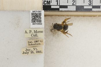 Media type: image;   Entomology 772932 Aspect: Labels